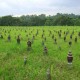 The Forgotten Graves of Singapore
